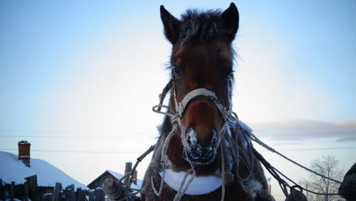 Horse against clear sky