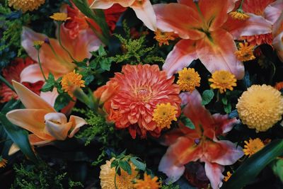 High angle view of orange flowering plants