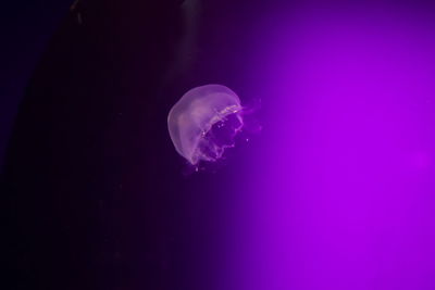 Close-up of jellyfish in sea