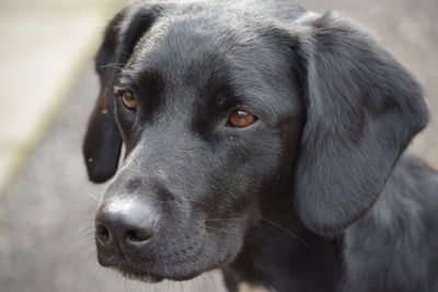 Close-up portrait of a dog