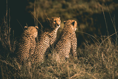 Cheetah in masai mara national reserve