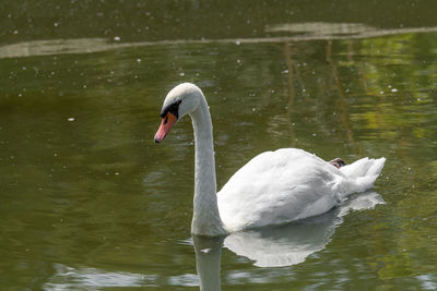 Swan floating on lake