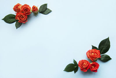 Flowers composition. frame made of red roses and leaves on blue background. 