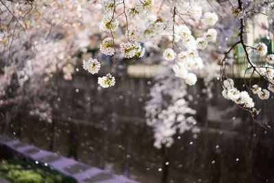 Cherry blossom blooming on tree