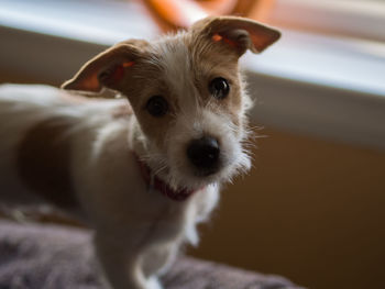 Portrait of cute puppy at home
