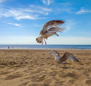 Birds on beach against sky