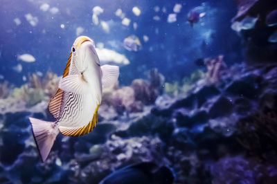 Close-up of fish swimming in sea