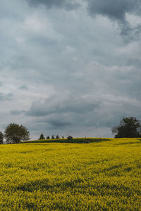 Scenic view of oilseed rape field against cloudy sky