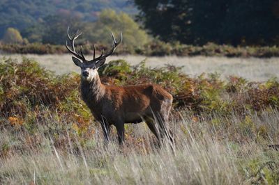 Deer standing on field