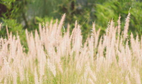 Close-up of stalks in field