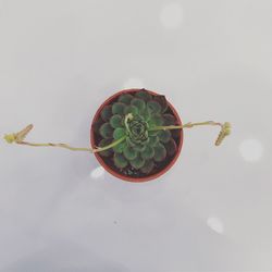 Close-up of cactus plant