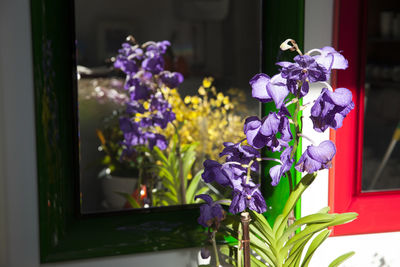 Close-up of purple flowers