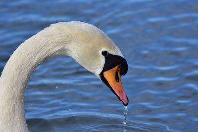 Close-up of swan in lake