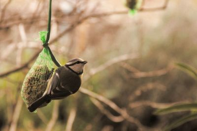 Close-up side view of bird against blurred background