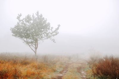 Trees on field against sky during foggy weather