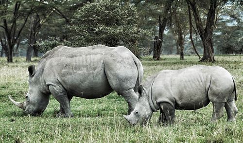 Rhinoceroses grazing on grassy field