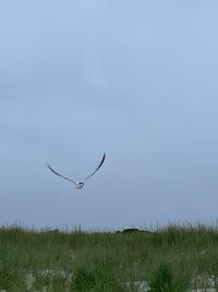 Bird flying in a field