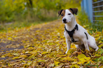 Portrait of dog lying on ground during autumn