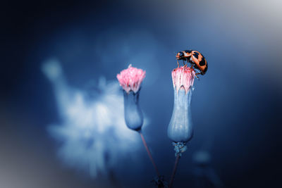 Close-up of insect on flower