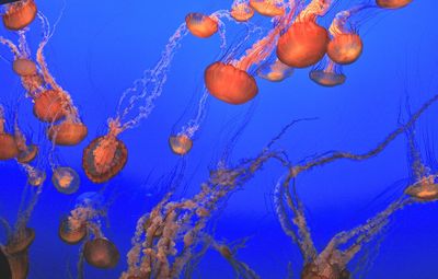 High angle view of jellyfish in sea