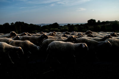 Horses in a field