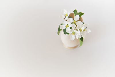 Close-up of white flowering plant