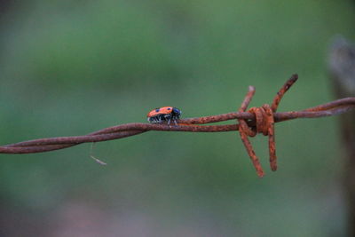 Close-up of ladybug on leaf