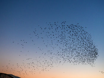 Low angle view of birds flying in sky