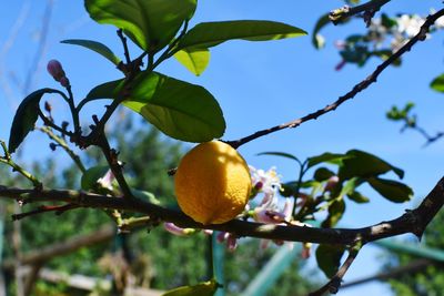 Low angle view of fruits growing on tree