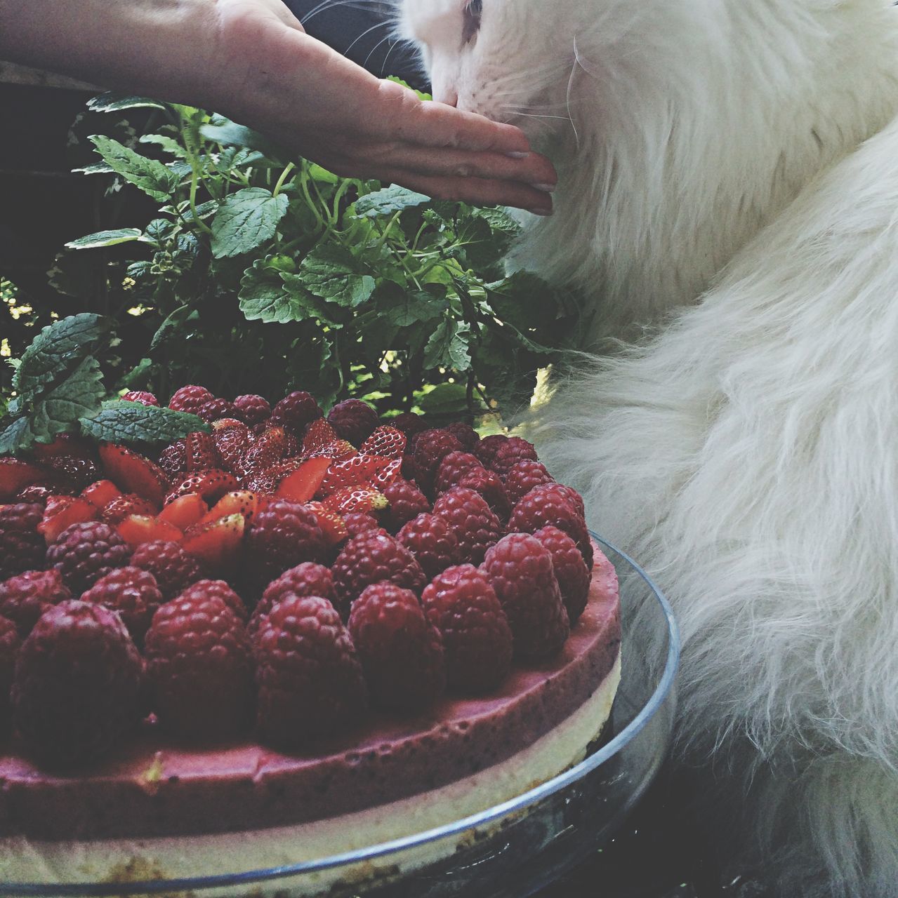 food and drink, food, freshness, healthy eating, fruit, person, holding, part of, cropped, close-up, unrecognizable person, strawberry, red, lifestyles, raw food, basket, vegetable