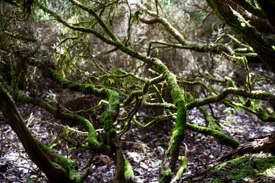 Close-up of moss growing on tree trunk