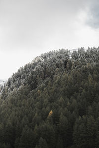 Low angle view of trees in forest against sky