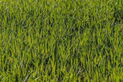 Full frame shot of fresh green field