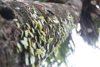 Close-up of tree trunk