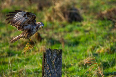 Close-up of owl perching on grass