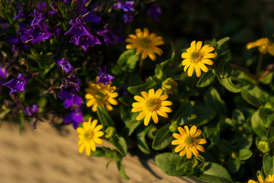 Close-up of yellow flowering plants