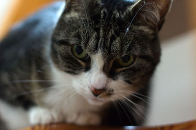 Close-up portrait of a cat