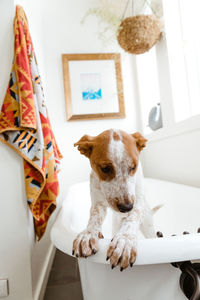 Cute mutt puppy tries to escape white claw foot tub in white bathroom