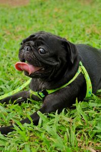 Close-up of a dog on field