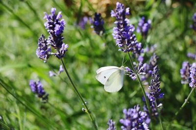 Close-up of butterfly on purple flowers