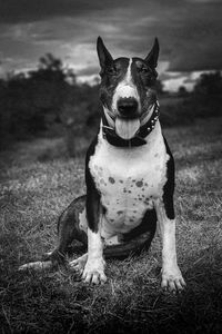 Portrait of dog on field