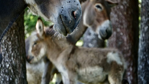 Close-up of two horses on tree trunk