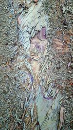 Reflection of trees in puddle