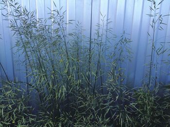 Close-up of plants growing on land