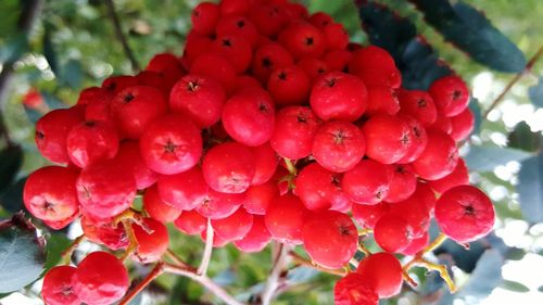 Close-up of red flowers