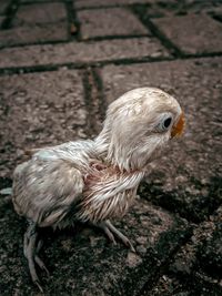 Close-up of duck on field