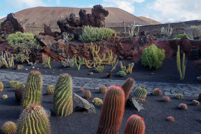 Cactus garden on lanzarote island
