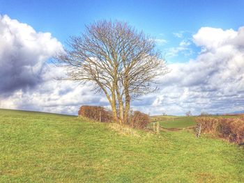 Bare trees on grassy field against cloudy sky