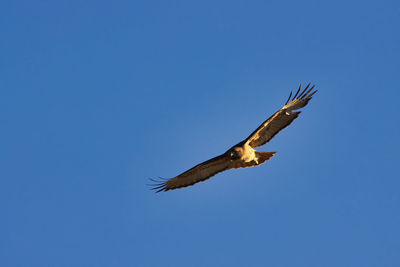 Low angle view of eagle flying in sky