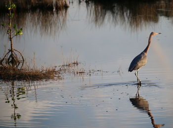 View of gray heron in lake